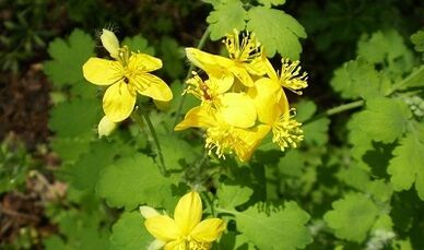 Regeln für die Verwendung von Warzen Celandine
