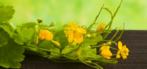 Blumen reinigen