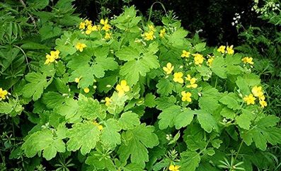 Warzen Celandine -Verwendung