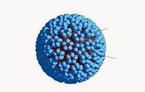 HPV-3D-Modell